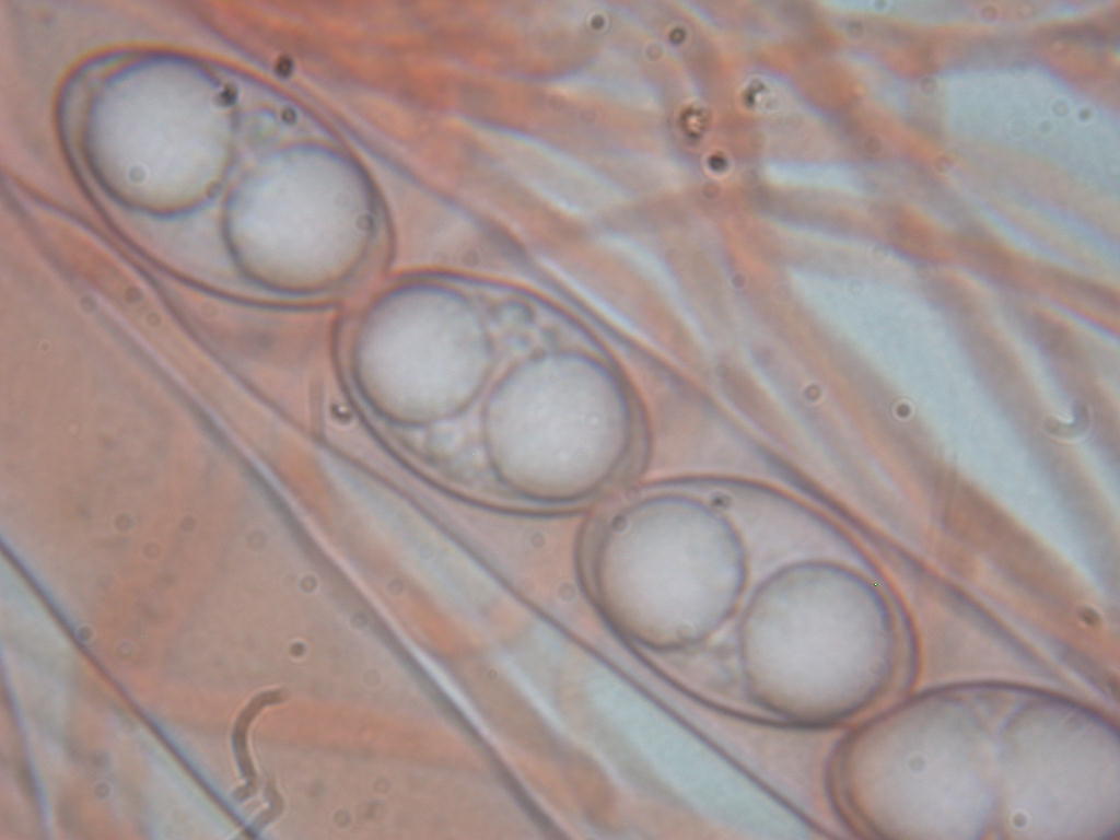 Oggi N� 2... 12 Giugno 2010